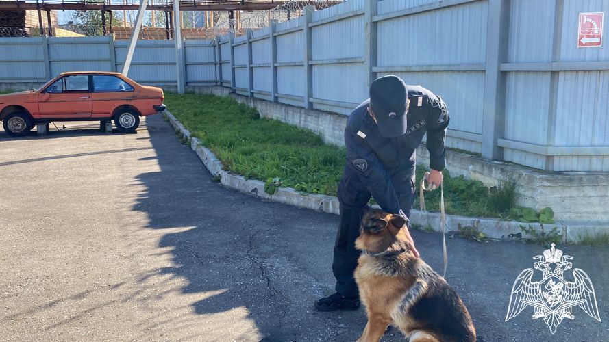 В Коми росгвардейцы обучают собак общему курсу дрессировки и поиску взрывчатых веществ