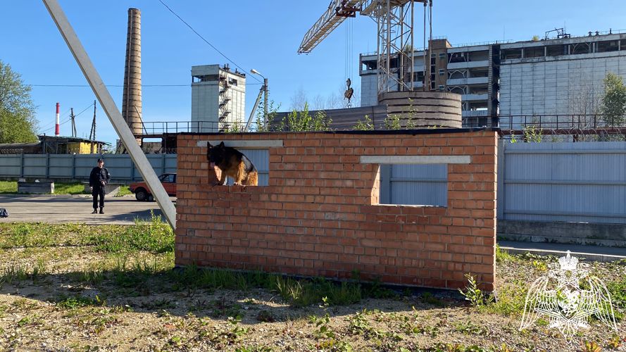 В Коми росгвардейцы обучают собак общему курсу дрессировки и поиску взрывчатых веществ