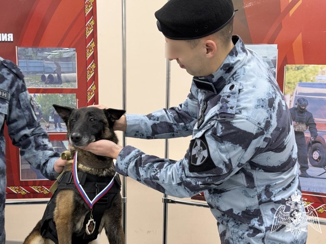 Впервые в Сыктывкаре минно-разыскную собаку наградили медалью Росгвардии